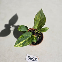 Load image into Gallery viewer, #D455 Variegated Anthurium Forgetii x