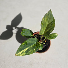 Load image into Gallery viewer, #D455 Variegated Anthurium Forgetii x