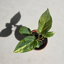 Load image into Gallery viewer, #D455 Variegated Anthurium Forgetii x