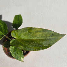 Load image into Gallery viewer, #D455 Variegated Anthurium Forgetii x