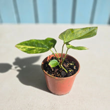 Load image into Gallery viewer, #D455 Variegated Anthurium Forgetii x
