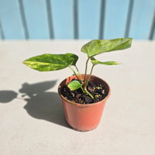 Load image into Gallery viewer, #D455 Variegated Anthurium Forgetii x