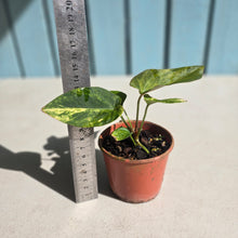 Load image into Gallery viewer, #D455 Variegated Anthurium Forgetii x