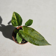Load image into Gallery viewer, #D455 Variegated Anthurium Forgetii x