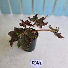 Load image into Gallery viewer, #RD42 Begonia Dancing Appollo