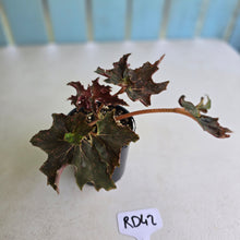 Load image into Gallery viewer, #RD42 Begonia Dancing Appollo