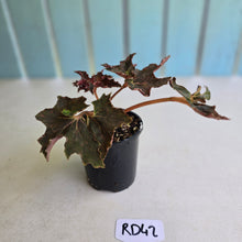 Load image into Gallery viewer, #RD42 Begonia Dancing Appollo