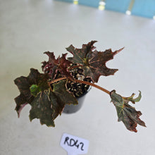 Load image into Gallery viewer, #RD42 Begonia Dancing Appollo