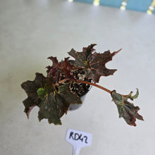 Load image into Gallery viewer, #RD42 Begonia Dancing Appollo