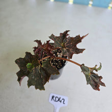 Load image into Gallery viewer, #RD42 Begonia Dancing Appollo