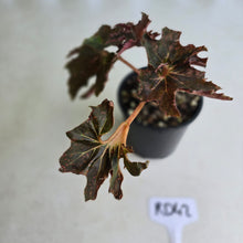 Load image into Gallery viewer, #RD42 Begonia Dancing Appollo