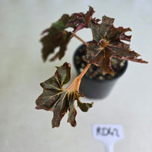 Load image into Gallery viewer, #RD42 Begonia Dancing Appollo