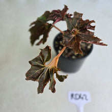Load image into Gallery viewer, #RD42 Begonia Dancing Appollo