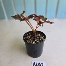 Load image into Gallery viewer, #RD42 Begonia Dancing Appollo