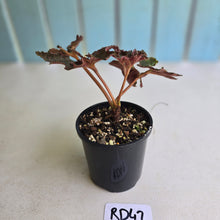Load image into Gallery viewer, #RD42 Begonia Dancing Appollo