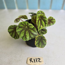 Load image into Gallery viewer, #R112 Begonia Quadrialata ssp. Nimbaensis