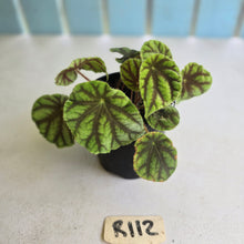 Load image into Gallery viewer, #R112 Begonia Quadrialata ssp. Nimbaensis
