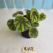 Load image into Gallery viewer, #R112 Begonia Quadrialata ssp. Nimbaensis
