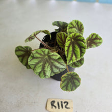 Load image into Gallery viewer, #R112 Begonia Quadrialata ssp. Nimbaensis