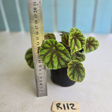 Load image into Gallery viewer, #R112 Begonia Quadrialata ssp. Nimbaensis