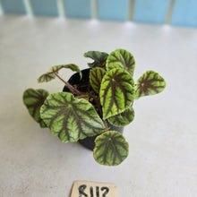 Load image into Gallery viewer, #R112 Begonia Quadrialata ssp. Nimbaensis