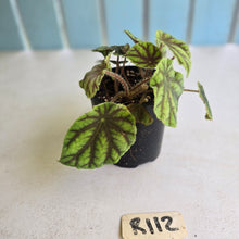 Load image into Gallery viewer, #R112 Begonia Quadrialata ssp. Nimbaensis
