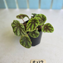 Load image into Gallery viewer, #R112 Begonia Quadrialata ssp. Nimbaensis