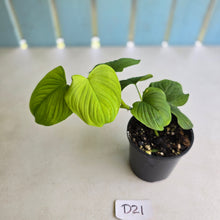 Load image into Gallery viewer, #D21 Philodendron Fibraecataphyllum