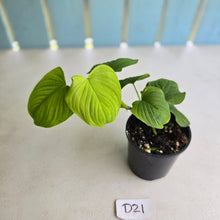 Load image into Gallery viewer, #D21 Philodendron Fibraecataphyllum