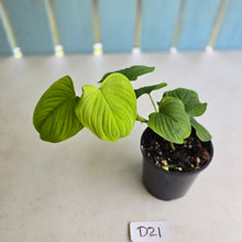 Load image into Gallery viewer, #D21 Philodendron Fibraecataphyllum