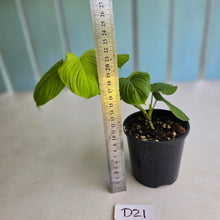 Load image into Gallery viewer, #D21 Philodendron Fibraecataphyllum