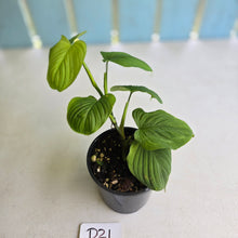 Load image into Gallery viewer, #D21 Philodendron Fibraecataphyllum