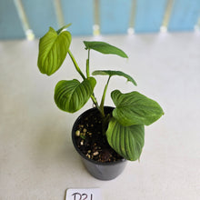 Load image into Gallery viewer, #D21 Philodendron Fibraecataphyllum