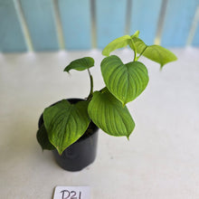 Load image into Gallery viewer, #D21 Philodendron Fibraecataphyllum