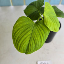 Load image into Gallery viewer, #D21 Philodendron Fibraecataphyllum