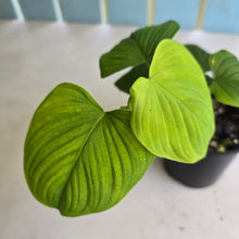 Load image into Gallery viewer, #D21 Philodendron Fibraecataphyllum