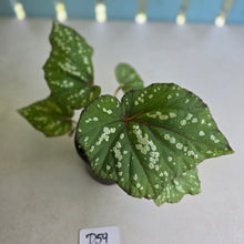 Load image into Gallery viewer, #D59 Begonia Unknown