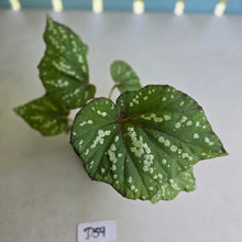 Load image into Gallery viewer, #D59 Begonia Unknown
