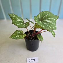 Load image into Gallery viewer, #D59 Begonia Unknown