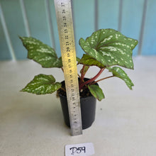 Load image into Gallery viewer, #D59 Begonia Unknown