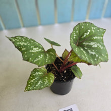 Load image into Gallery viewer, #D59 Begonia Unknown