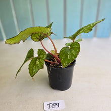 Load image into Gallery viewer, #D59 Begonia Unknown