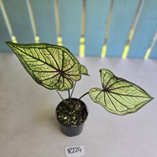 Load image into Gallery viewer, #R224 Caladium