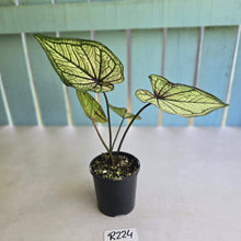 Load image into Gallery viewer, #R224 Caladium