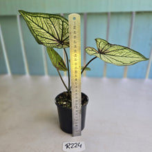 Load image into Gallery viewer, #R224 Caladium