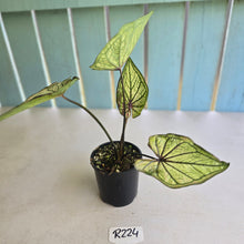 Load image into Gallery viewer, #R224 Caladium