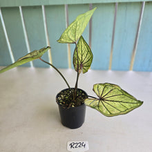 Load image into Gallery viewer, #R224 Caladium
