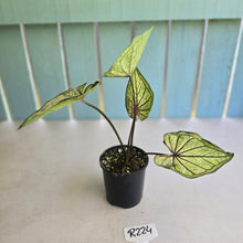 Load image into Gallery viewer, #R224 Caladium