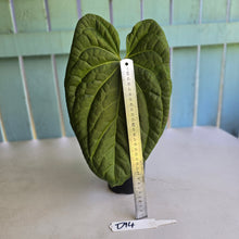Load image into Gallery viewer, #D94 Large Anthurium Luxurians x