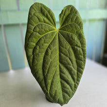 Load image into Gallery viewer, #D94 Large Anthurium Luxurians x